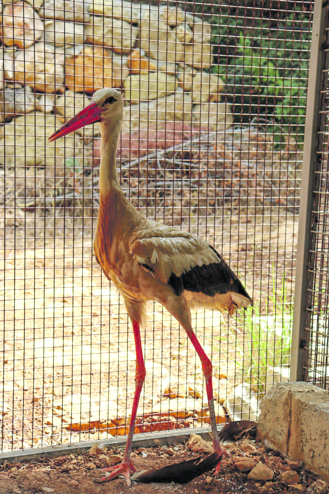 An injured stork rehabilitatingat the Biblical Garden