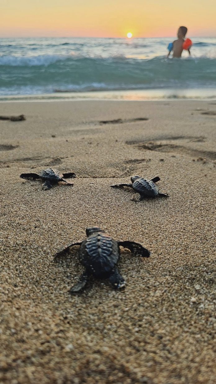 453240834_2579200118947699_927315709982109512_n In September 2024, an endangered sea turtle was rescued by activist Fadia Jouma and released during the 10th release event at Hima Al Mansouri in southern Lebanon. Her dedication highlights the critical role of local conservationists in protecting vulnerable species. Photo Credit: Fadia Jouma