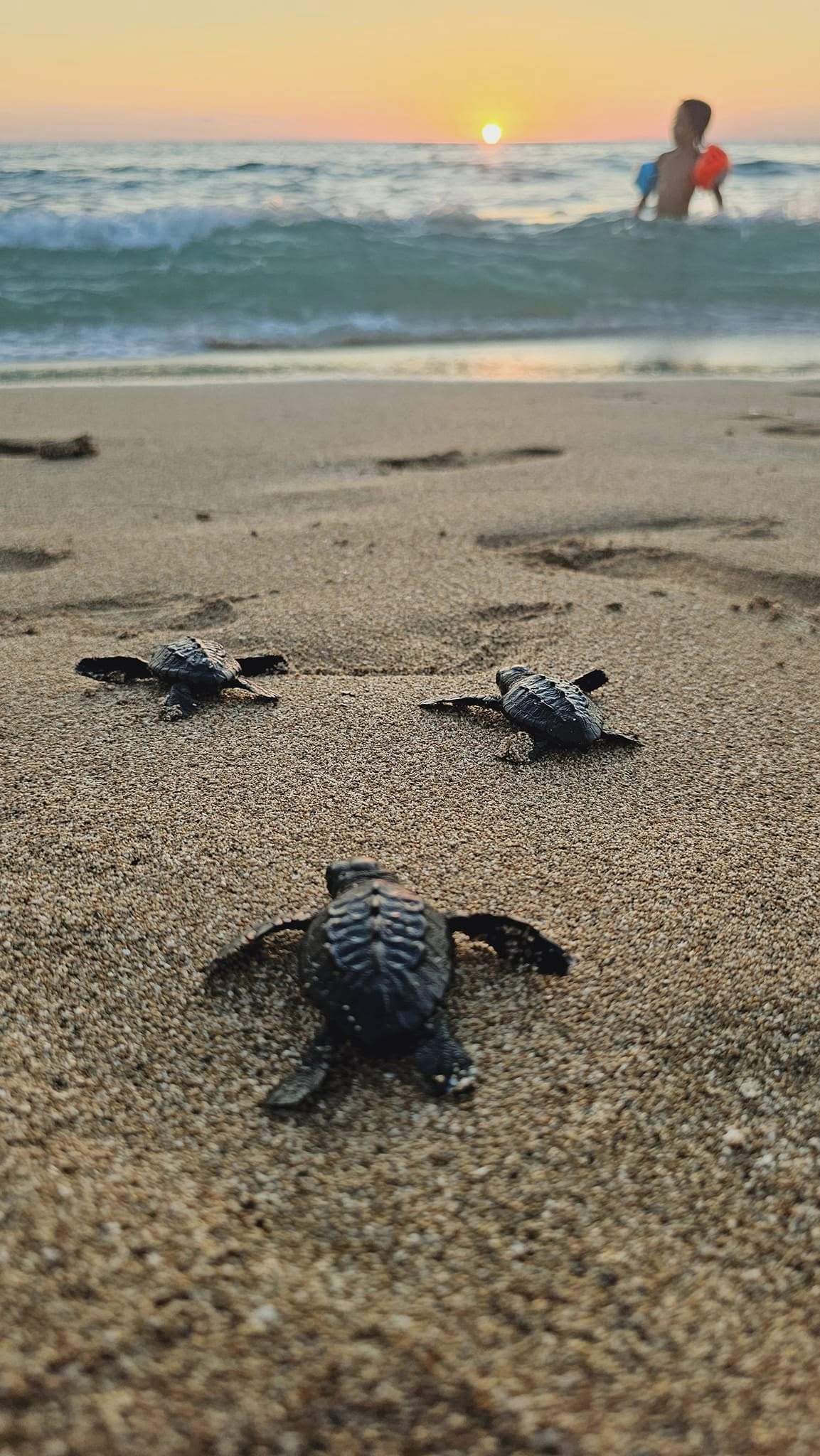 In September 2024, an endangered sea turtle was rescued by activist Fadia Jouma and released during the 10th release event at Hima Al Mansouri in southern Lebanon. Her dedication highlights the critical role of local conservationists in protecting vulnerable species. Photo Credit: Fadia Jouma