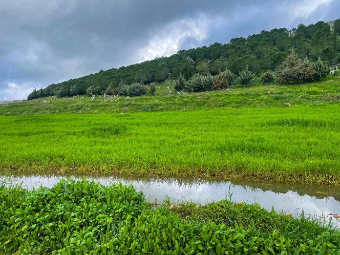 "Through the lens of local photographer Khaled Nahra, Hima Ebel El Saqi comes to life—a sanctuary of biodiversity and community-driven conservation. This Hima, nestled in South Lebanon, showcases the harmony between nature and people, where rich landscapes and diverse wildlife thrive under the stewardship of its residents. #HimaEbelElSaqi #NatureThroughLocalEyes #SPNL" "Through the lens of local photographer Khaled Nahra, Hima Ebel El Saqi comes to life—a sanctuary of biodiversity and community-driven conservation. This Hima, nestled in South Lebanon, showcases the harmony between nature and people, where rich landscapes and diverse wildlife thrive under the stewardship of its residents. #HimaEbelElSaqi #NatureThroughLocalEyes #SPNL"