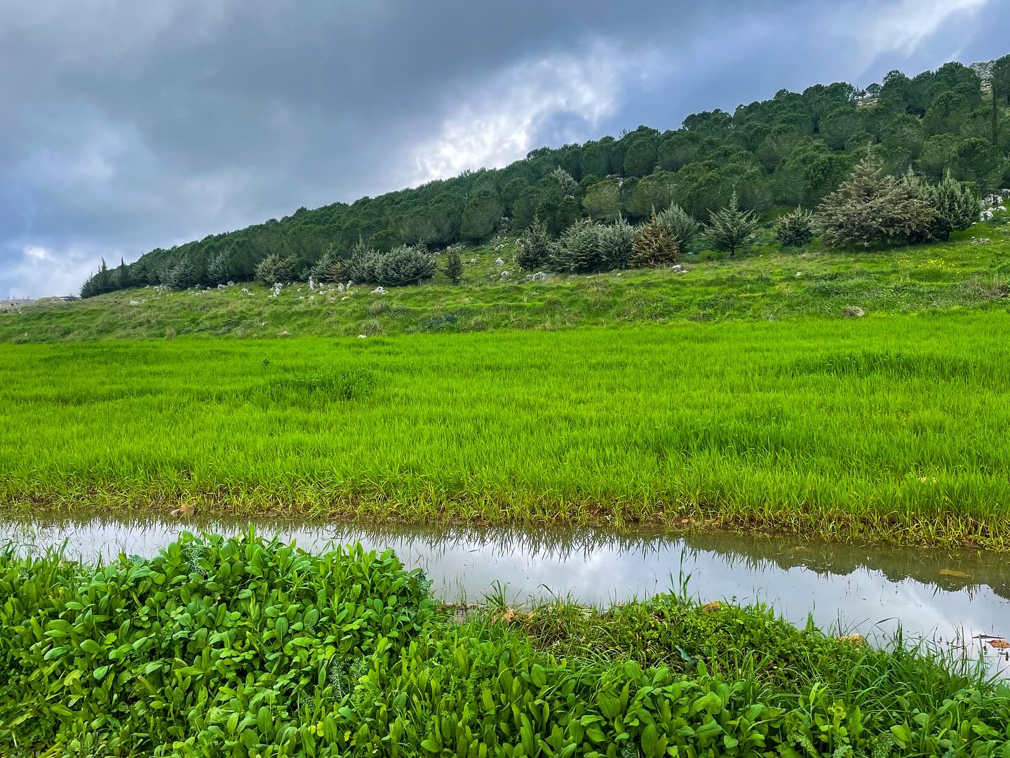 "Through the lens of local photographer Khaled Nahra, Hima Ebel El Saqi comes to life—a sanctuary of biodiversity and community-driven conservation. This Hima, nestled in South Lebanon, showcases the harmony between nature and people, where rich landscapes and diverse wildlife thrive under the stewardship of its residents. #HimaEbelElSaqi #NatureThroughLocalEyes #SPNL"