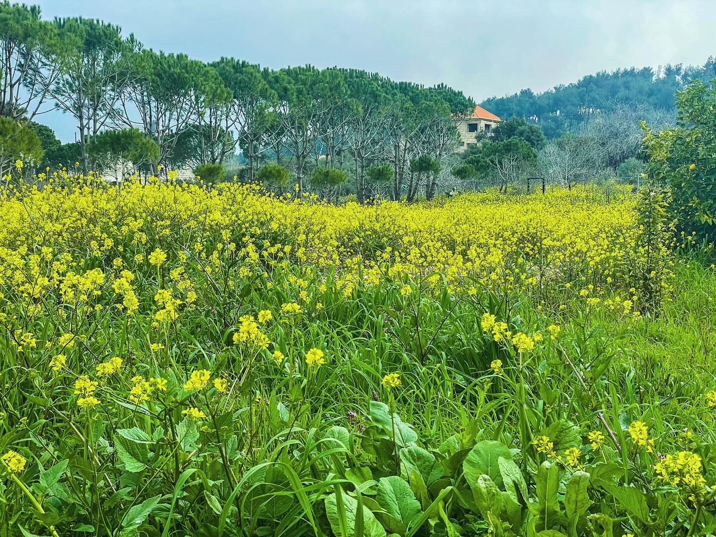"Through the lens of local photographer Khaled Nahra, Hima Ebel El Saqi comes to life—a sanctuary of biodiversity and community-driven conservation. This Hima, nestled in South Lebanon, showcases the harmony between nature and people, where rich landscapes and diverse wildlife thrive under the stewardship of its residents. #HimaEbelElSaqi #NatureThroughLocalEyes #SPNL"