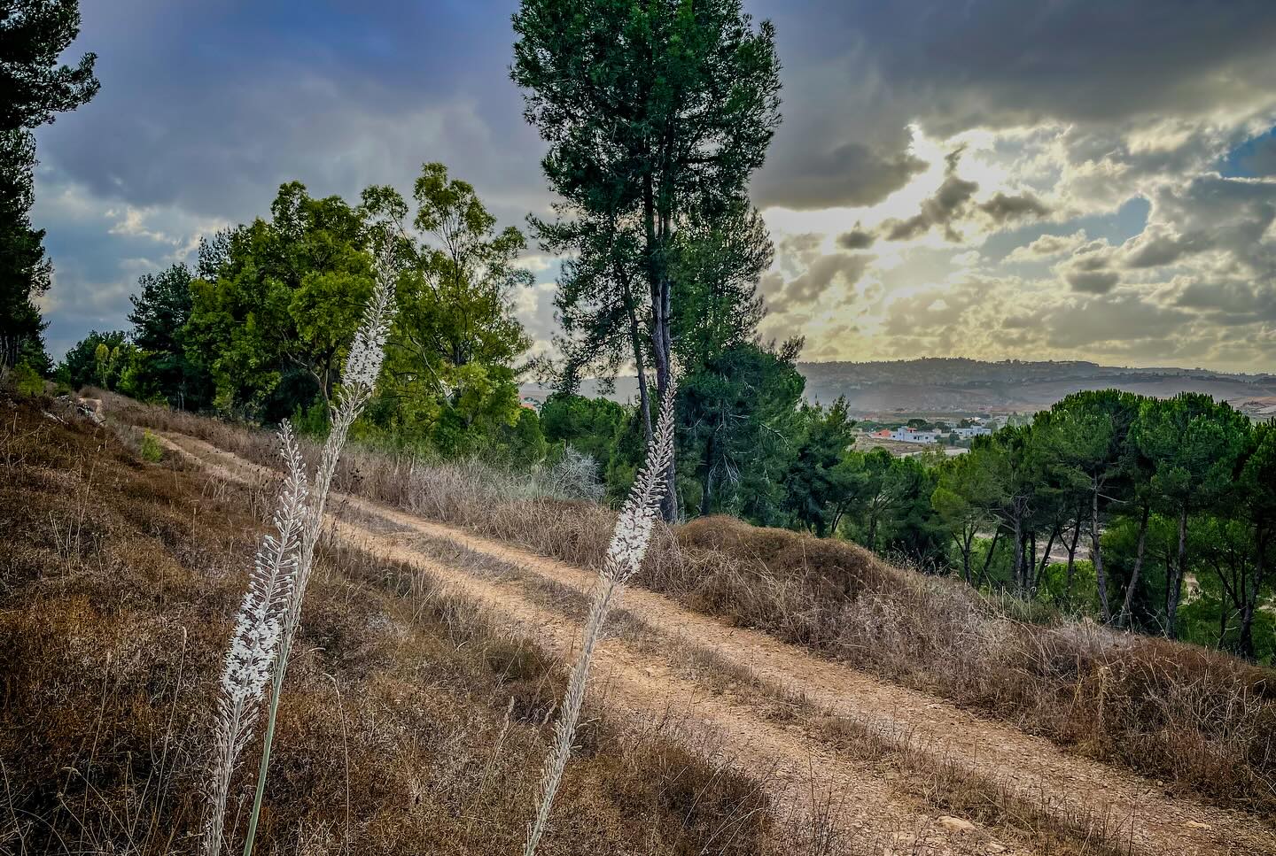 "Through the lens of local photographer Khaled Nahra, Hima Ebel El Saqi comes to life—a sanctuary of biodiversity and community-driven conservation. This Hima, nestled in South Lebanon, showcases the harmony between nature and people, where rich landscapes and diverse wildlife thrive under the stewardship of its residents. #HimaEbelElSaqi #NatureThroughLocalEyes #SPNL"