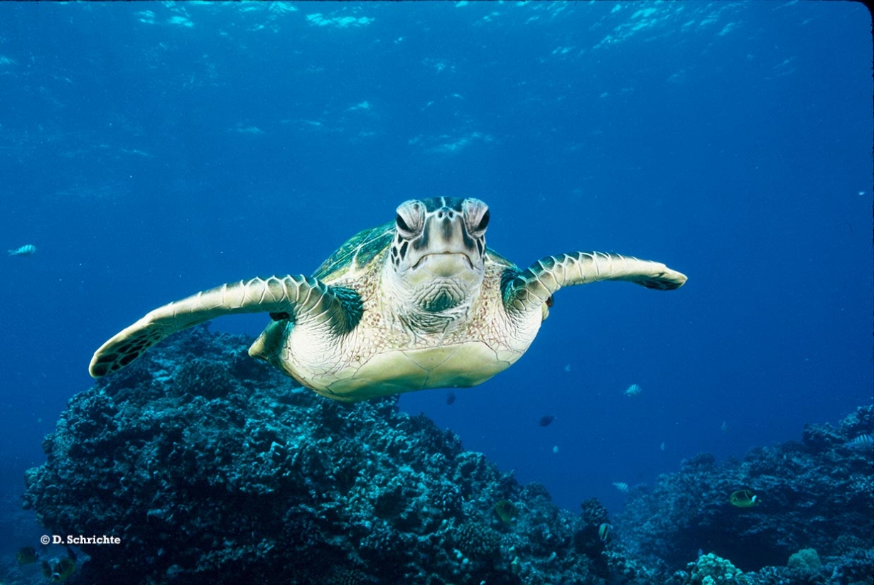 A Green Turtle (Chelonia mydas). Conservation efforts in sites like the Tyr Coastal Nature Reserve aim to safeguard these endangered turtles.Photo Source: MedMarineTurtles.org