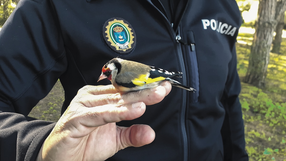 A goldfinch rescued in Spain