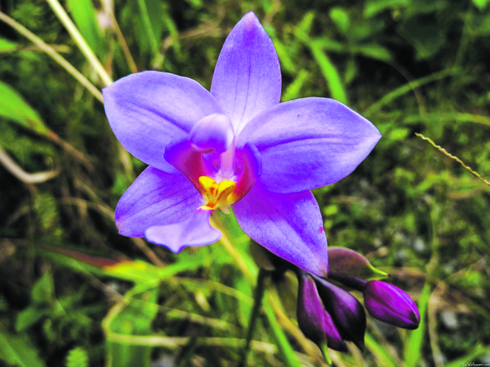 Orchids are among the most threatened plants on Earth as aresult of habitat destruction and collection from natural habitats