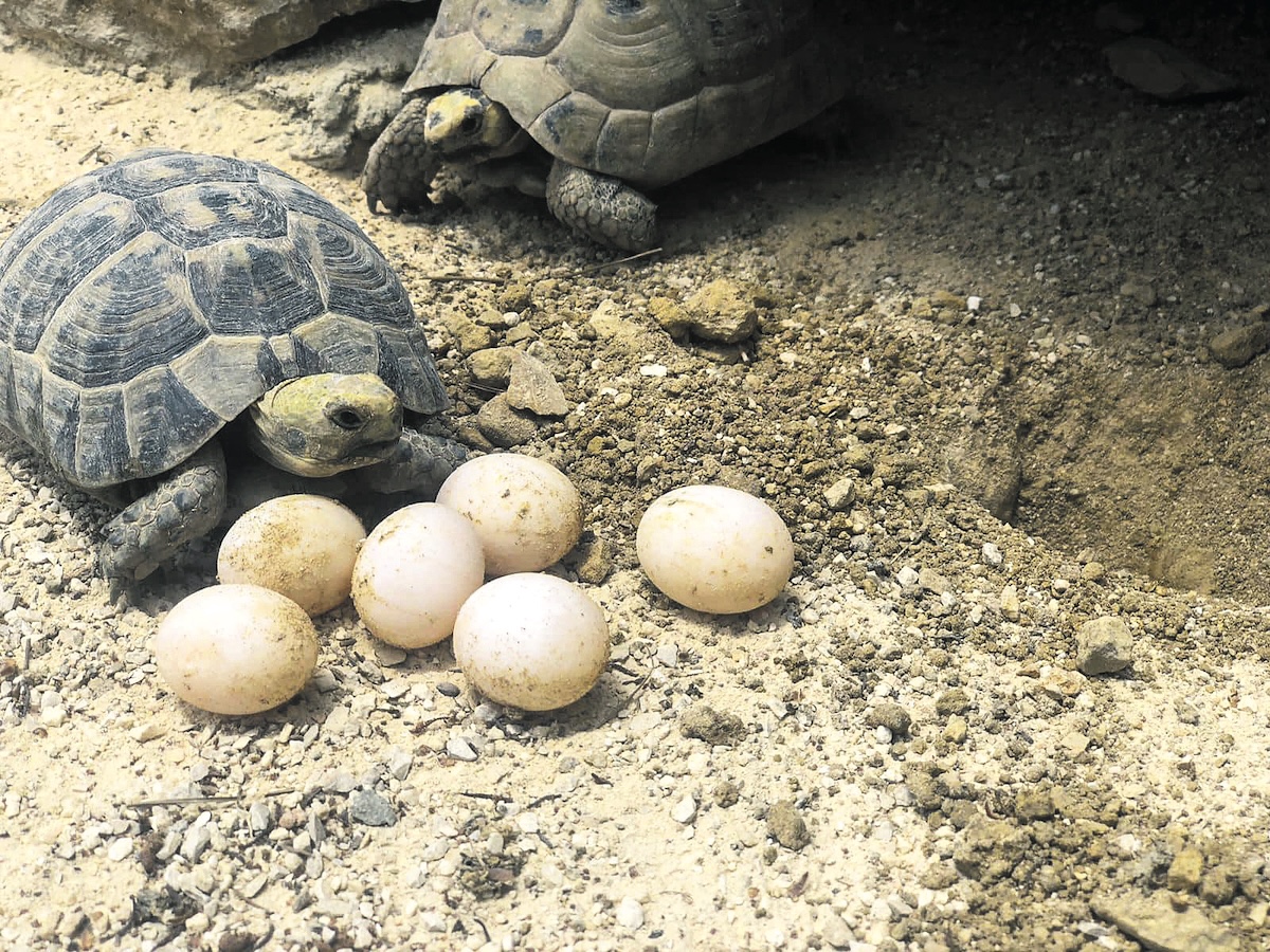 A turtle laid eggs