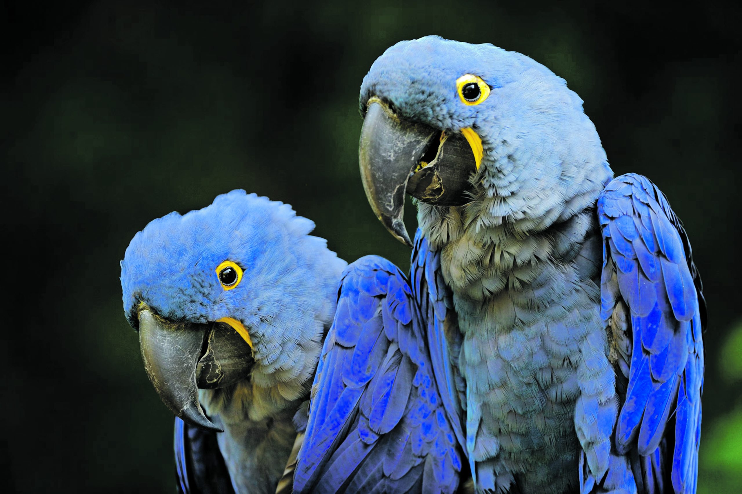 Wildlife trafficking threatens hyacinth macaw eggs