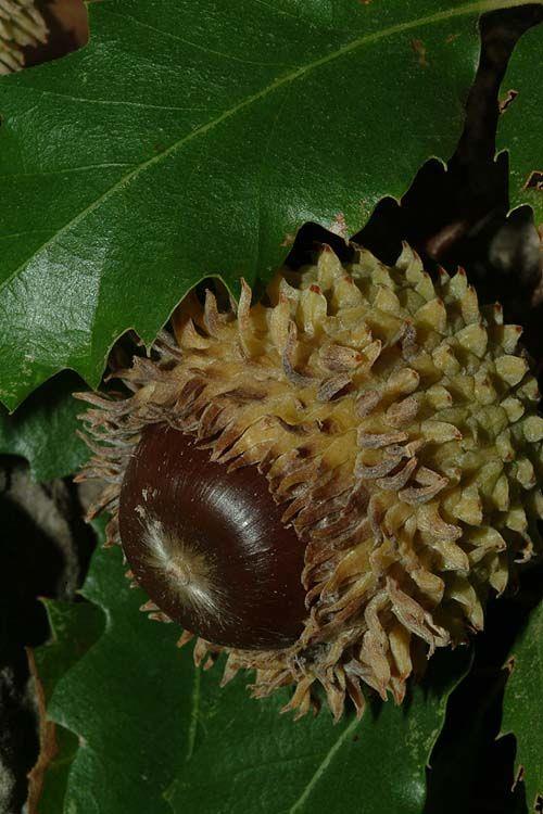 A Quercus look oak, a small to medium-sized deciduous tree reaching 10–15 meters in height. Its glossy, toothed leaves range from 5–11 cm, while its large acorns have a distinctive cup covering about two-thirds of the nut. 🍃🌳📷 Source: iNaturalist