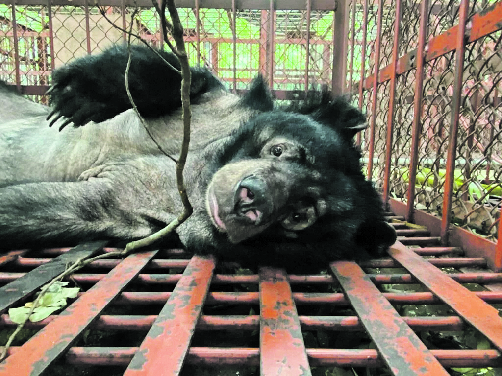 Commercial bear bile farming in China is a cruel system designed toextract bile from the gallbladders of caged living bears to be used in
traditional Chinese medicine.