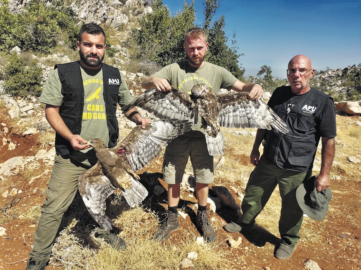Lebanese Anti-Poaching Unit guards with shot Honey Buzzards