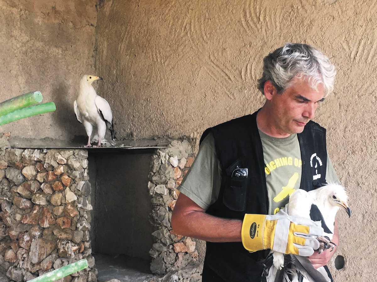 Axel Hirschfeld examines an endangered Egyptian vulture rescued from captivity in Lebanon