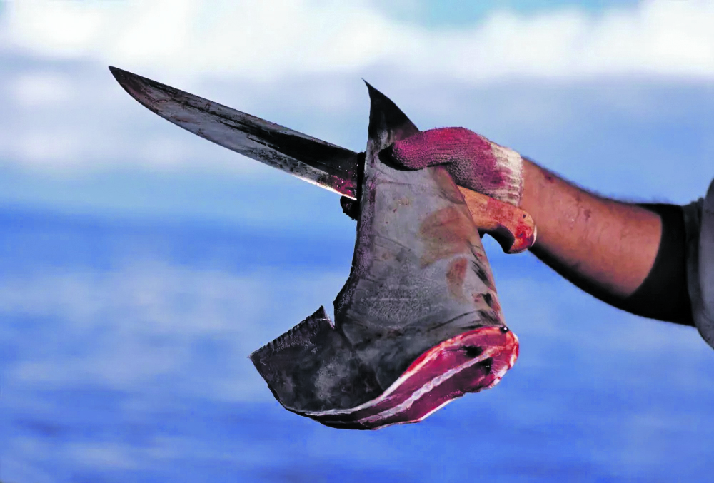 Shark finning is a fishingpractice where sharks are
caught and their fins are
sliced off, then the body
of the shark is discarded,
alive or dead. Shark fins are
particularly sought after for
traditional Chinese medicine
and shark fin soup which is
considered a delicacy in Asia.