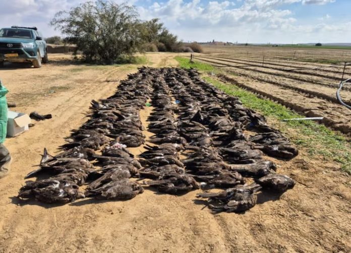 A Shocking Sight in the Negev: The Dead Black Kites A Shocking Sight in the Negev: The Dead Black Kites
