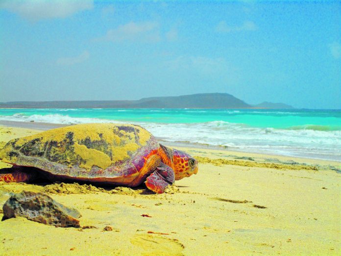 A Stunning Snapshot of Cabo Verde’s Majestic Sea Turtles © Marcos Hernandez A Stunning Snapshot of Cabo Verde’s Majestic Sea Turtles © Marcos Hernandez