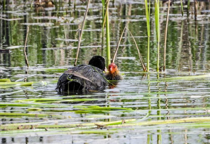Adult coot with chick3