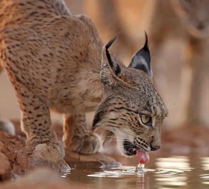Threatened species such as the Iberian lynx can benefit from the conservation efforts associated with OECMs. © Antonio LIÉBANA Threatened species such as the Iberian lynx can benefit from the conservation efforts associated with OECMs. © Antonio LIÉBANA
