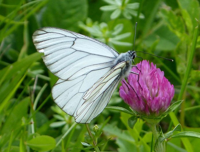 Aporia-crataegi-gailhampshire