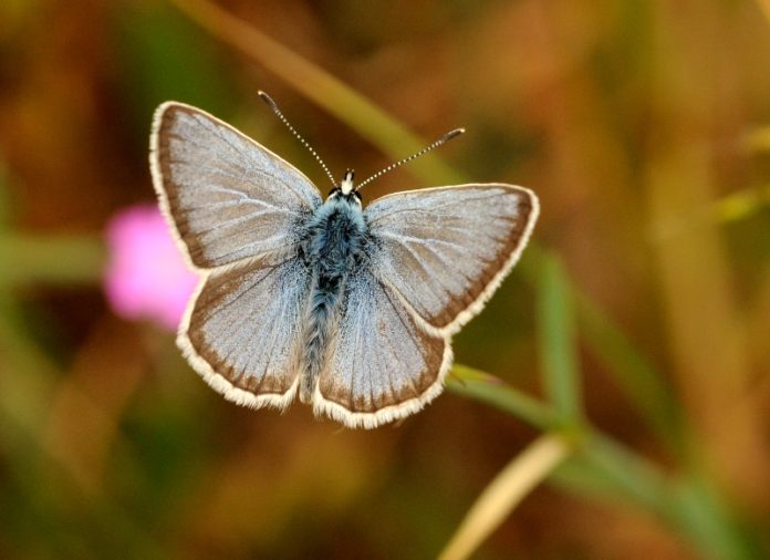 Aricia-isaurica-1-Zeynel-Cebeci
