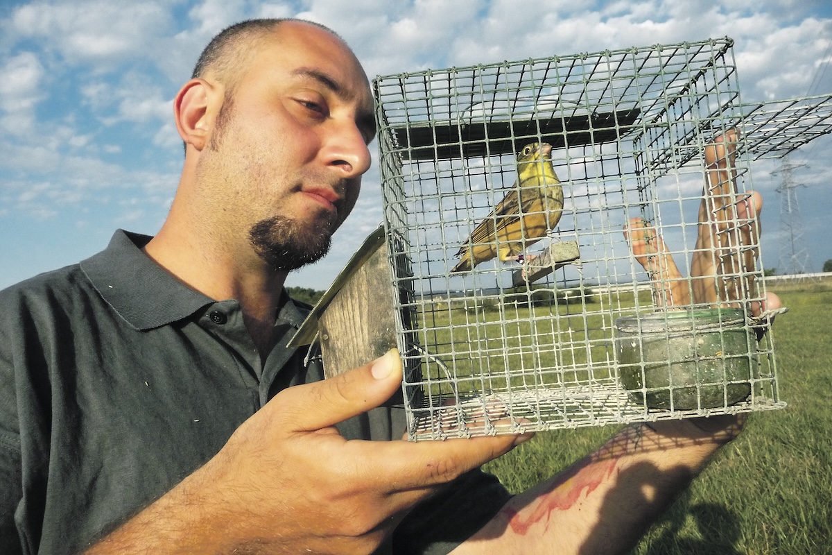 Release of a Rescued Ortolan in France