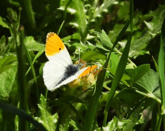 Butterflies-of-the-Bekaa-Valley-Week-211