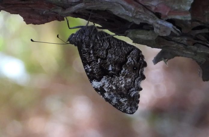 Butterflies-of-the-Week-Sept-3-53