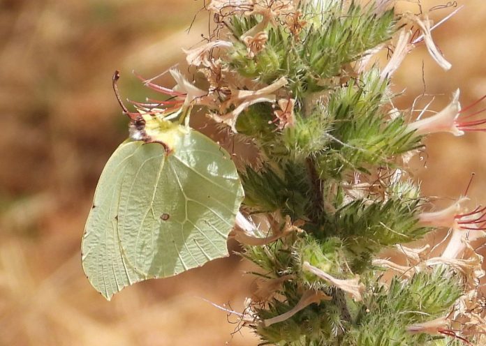 Butterfly-39-39