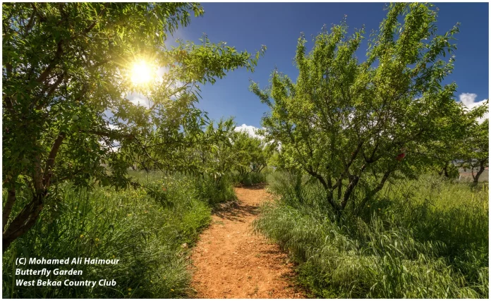 Butterfly-Garden-Path-and-Flare-S-2019-05-08