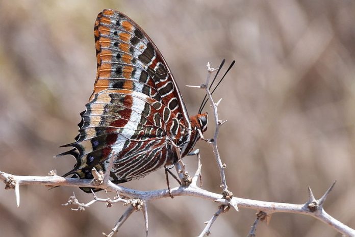 Charaxes-jasius-John-Trololo Attribution: John Trololo (Wikipedia Creative Commons)