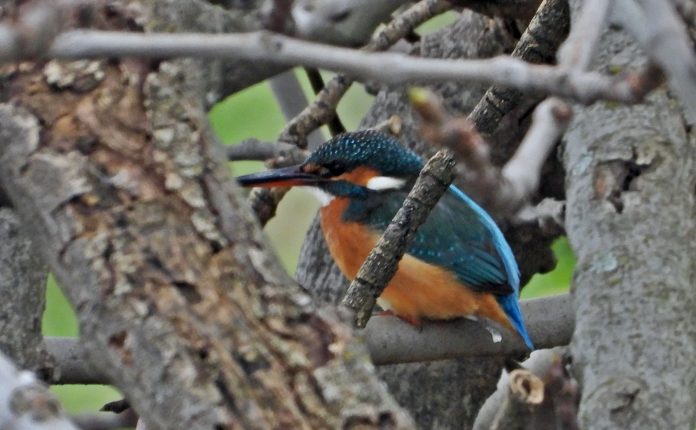 Common kingfisher