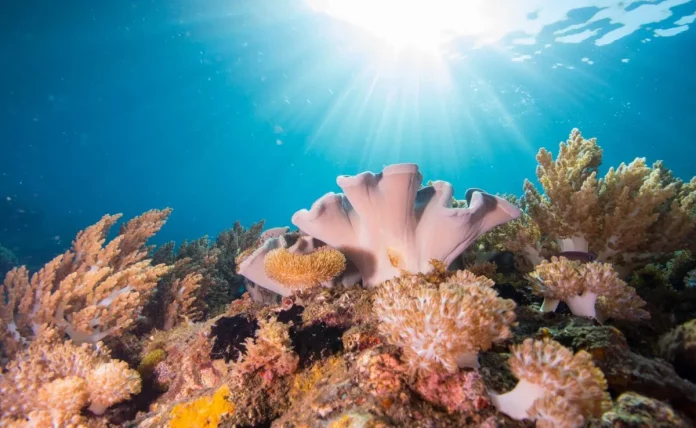 Copy-of-Komodo_Gili_Lawadarat_Darat_Reef_20160928_192447-2-scaled Vibrant life at Komodo Gili Lawadarat Darat Reef, captured by Emanuel Gonçalves