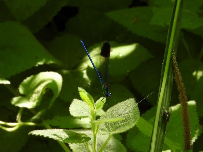 Damour-river-valley The butterflies and wildlife of Jahiliyeh, located within the Damour River Valley among riverine woodland and upland mixed broadleaf forests.