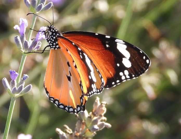 Danaus-chrysippus-262