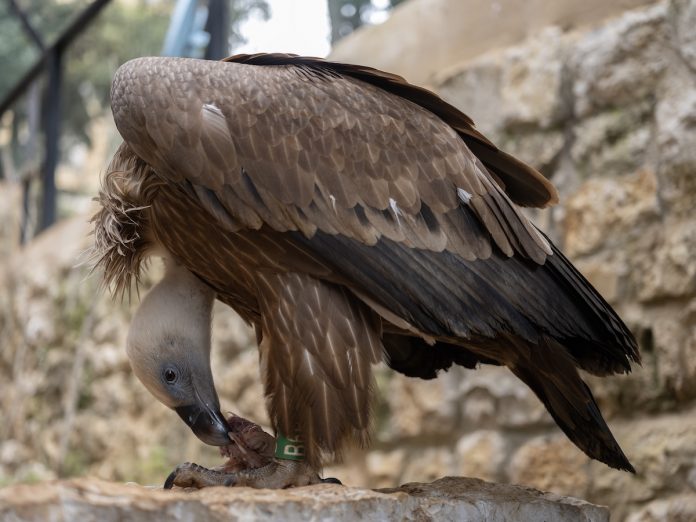 GEO_Germany_Lebanon_Bird Poaching_02.04.23_David Chancellor