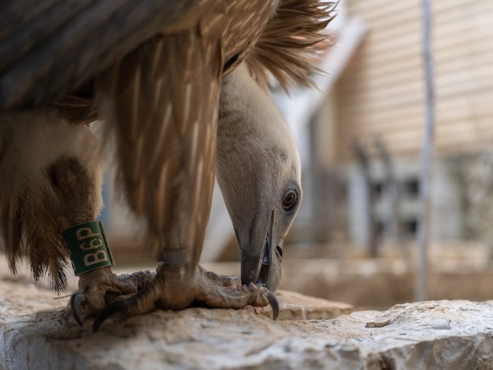 GEO_Germany_Lebanon_Bird Poaching_02.04.23_David Chancellor