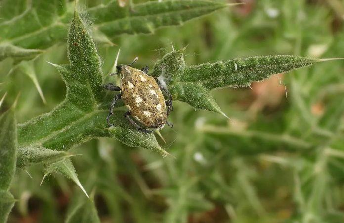 Garden-bugs-238-2