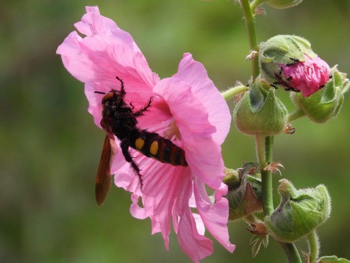 Garden-bugs-238-238