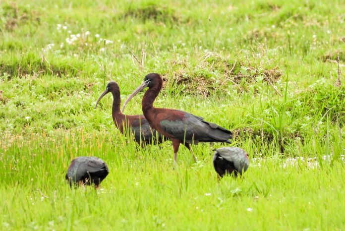 Glossy ibis