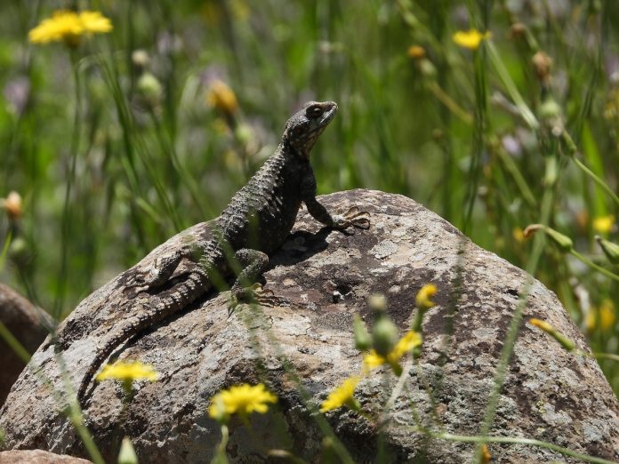 Herpetofauna-239