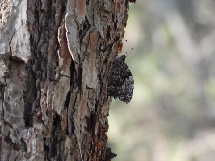 Hipparchia syriaca Hipparchia syriaca