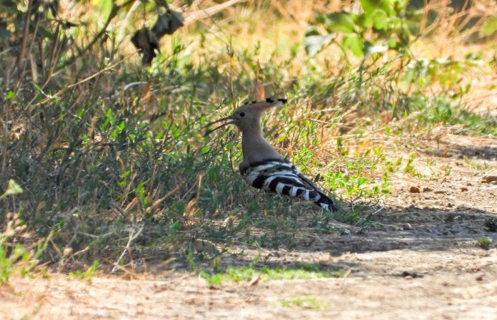 Hoopoe
