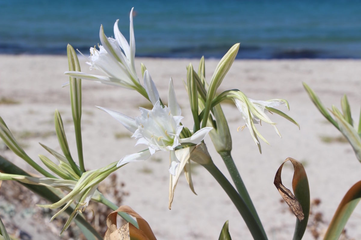 The Sea Daffodil (Pancratium maritimum), a highly ornamental and vulnerable plant found along sandy coasts, thrives in the Tyr Coastal Nature Reserve. Conservation efforts aim to protect this species from habitat fragmentation and over-collection.Photo Credit:Discovering Kos