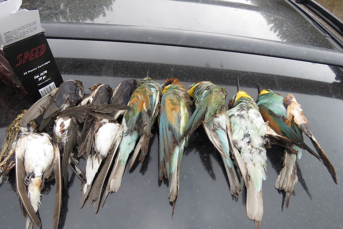 a bonnet with dead swallows and European bee-eaters shot near Beirut 