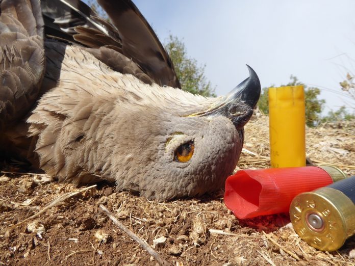 Lebanon shot honey buzzard a European Honey Buzzard killed by poachers in Lebanon, (c) @CABS_reports