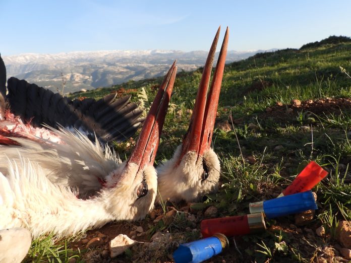 A White stork, shot dead by poachers near Tripoli (Lebanon) A White stork, shot dead by poachers near Tripoli (Lebanon)