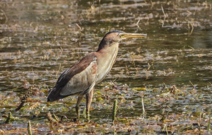 Little bittern female