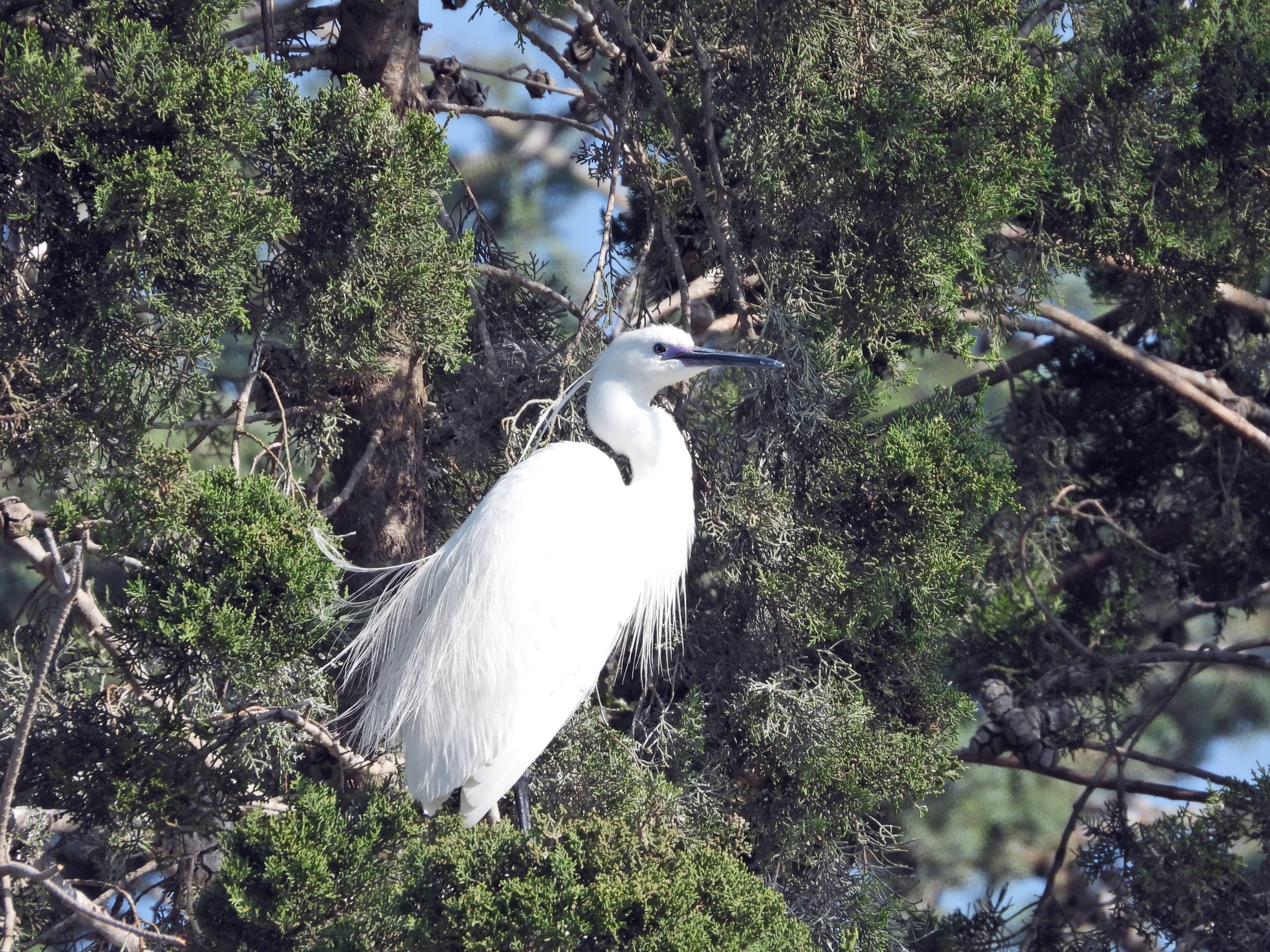 Little egret