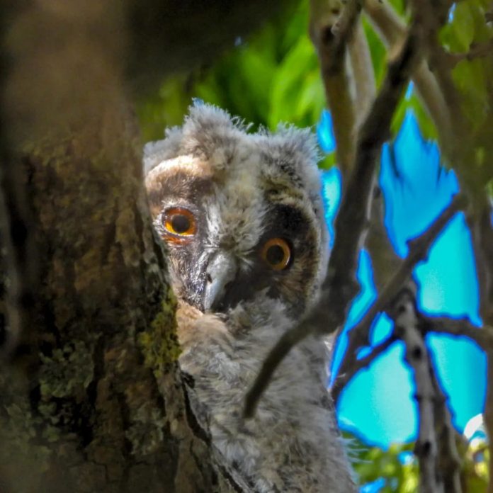 Long eared owl chick