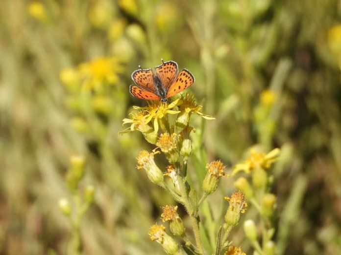 Lycaena thersamon Lycaena thersamon