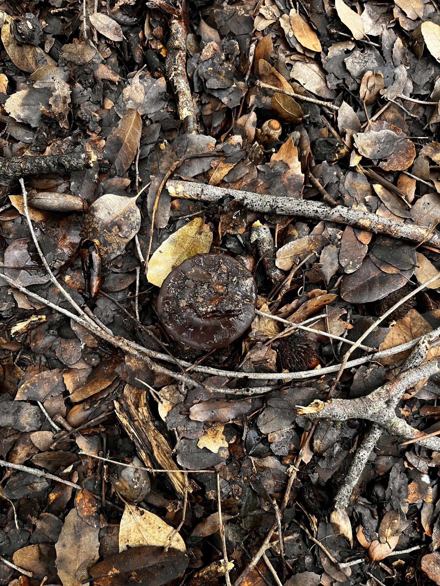 Marwan Toutounji found cortinarius in Qornet El Hamra